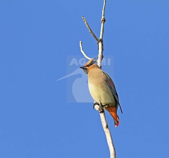 Japanese Waxwing (Bombycilla japonica) perched in a tree in China against a blue sky as background. stock-image by Agami/Pete Morris,