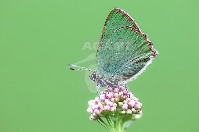 Green Hairstreak, Callophrys rubi stock-image by Agami/Wil Leurs,