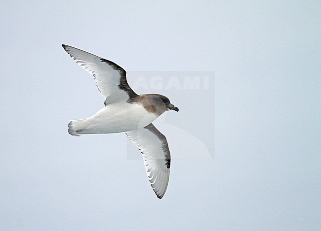 Antarctic Petrel (Thalassoica antarctica) flying over the southern Atlantic ocean. stock-image by Agami/Pete Morris,