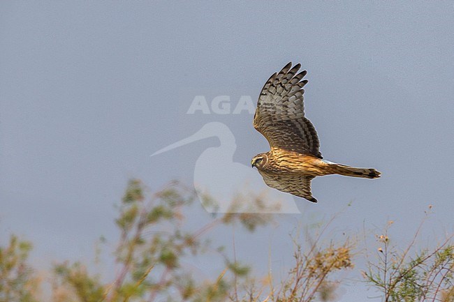 Volwassen vrouw Blauwe Kiekendief; Adult female Hen Harrier stock-image by Agami/Daniele Occhiato,