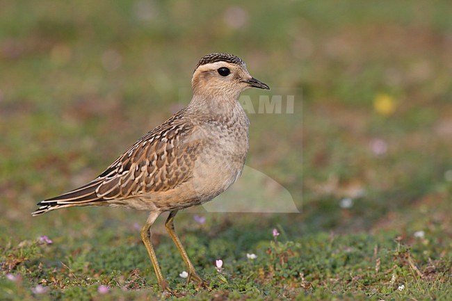 Eurasian Dotterel; Morinelplevier stock-image by Agami/Chris van Rijswijk,