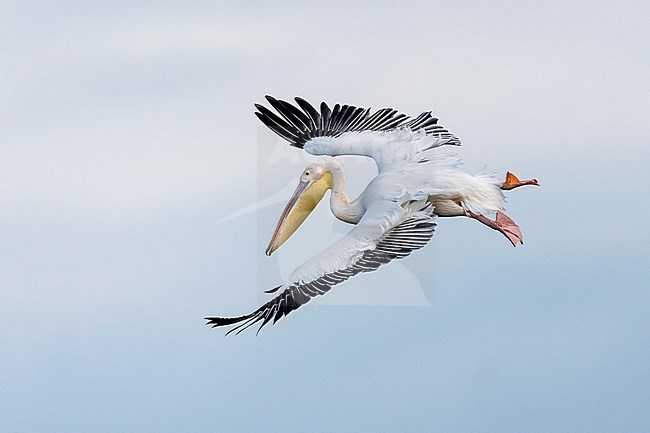 Great White Pelica (Pelecanus onocrotalus) flying in danub delta. stock-image by Agami/Marcel Burkhardt,