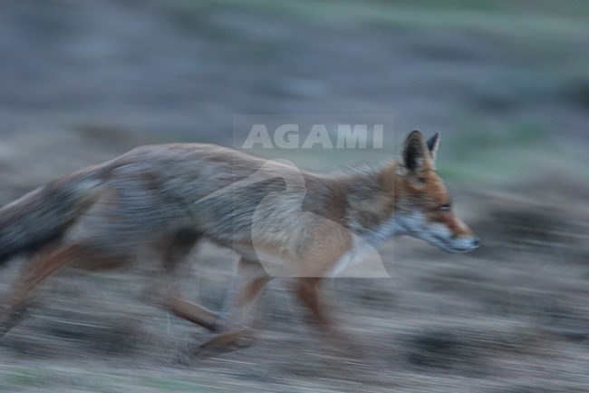 Rennende Vos; Running Red Fox stock-image by Agami/Menno van Duijn,