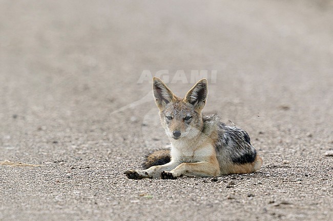 Zadeljakhals liggend op de weg, Black-backed Jackal laying on the road, stock-image by Agami/Walter Soestbergen,