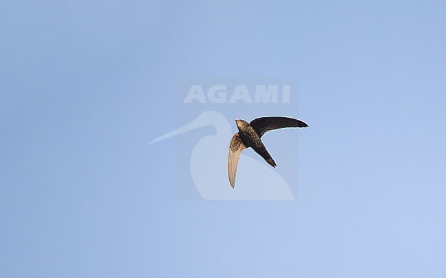 Cook's Swift (Apus cooki) in flight at Doi Angkang, Thailand stock-image by Agami/Helge Sorensen,