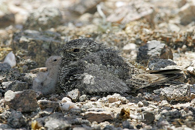 Adult w/chick
Maricopa Co., AZ
July 2005 stock-image by Agami/Brian E Small,