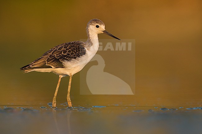 Juvenile Black-winged Stilt (Himantopus himantopus) standing in shallow water in Italy. stock-image by Agami/Daniele Occhiato,