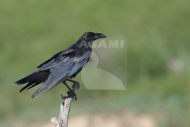 Adult Chihuahuan Raven (Corvus cryptoleucus) perched on a large twig in Brewster County, Texas, USA. stock-image by Agami/Brian E Small,