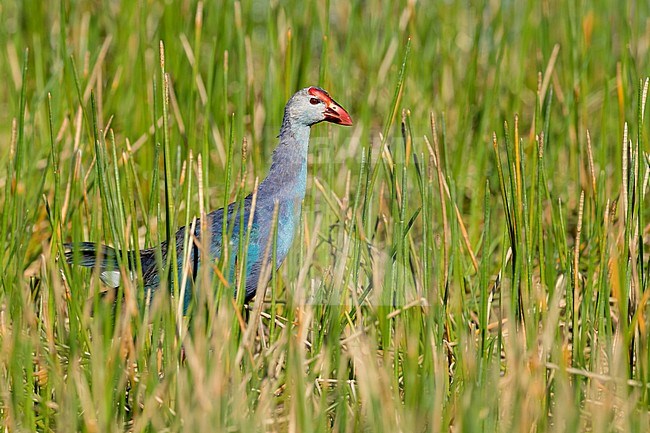 Adult Grey-headed Swamphen (Porphyrio poliocephalus) walking in swamp in Miami-Dade County, Florida, USA. stock-image by Agami/Brian E Small,