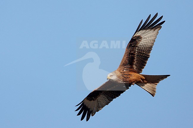 Rode Wouw in de vlucht; Red Kite in flight stock-image by Agami/Markus Varesvuo,