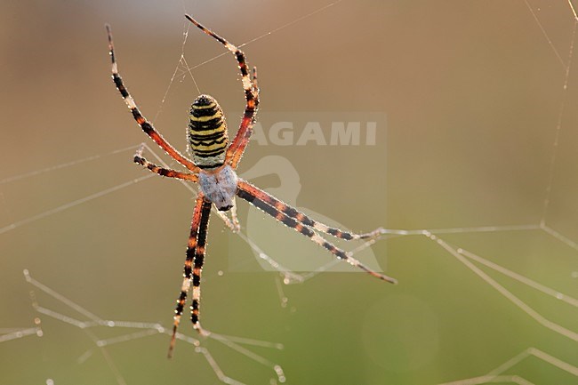 Wespenspin in web; Wasp Spider in web stock-image by Agami/Han Bouwmeester,