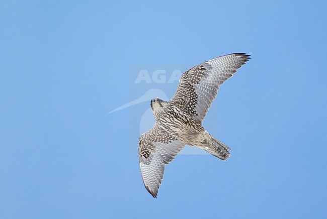 Giervalk in vlucht, Gyrfalcon in flight stock-image by Agami/Markus Varesvuo,