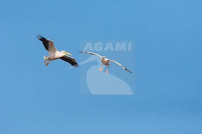 Two Great White Pelicans (Pelecanus onocrotalus) in flight, landing on a lake, in the Donau Delta, Romania. stock-image by Agami/Marc Guyt,