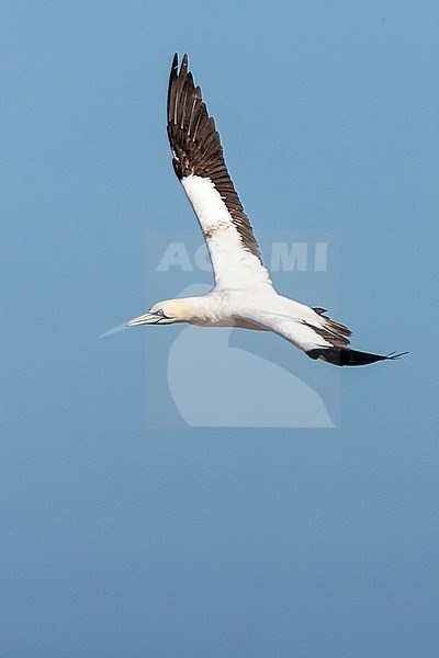 Cape Gannet (Morus capensis) flying over the colony of Bird Island Nature Reserve in Lambert’s Bay, South Africa. stock-image by Agami/Marc Guyt,
