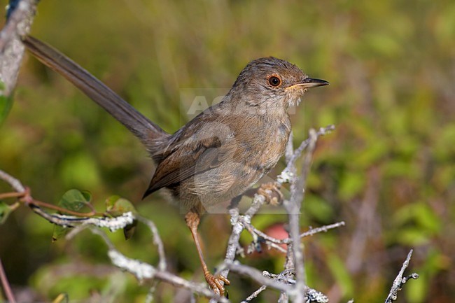 Provencaalse Grasmus zittend op tak; Dartford Warbler perched on branch stock-image by Agami/Daniele Occhiato,