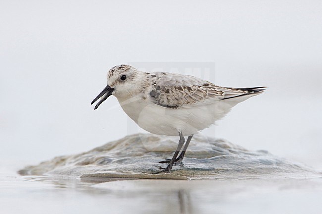 Roepende Drieteenstrandloper; Calling Sanderling stock-image by Agami/Arie Ouwerkerk,