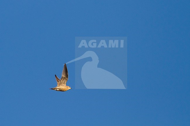 Eurasian Dotterel - Mornellregenpfeifer - Charadrius morinellus, Germany, adult stock-image by Agami/Ralph Martin,