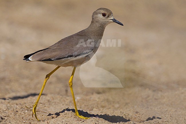 Witstaartkievit; White-tailed Lapwing stock-image by Agami/Daniele Occhiato,