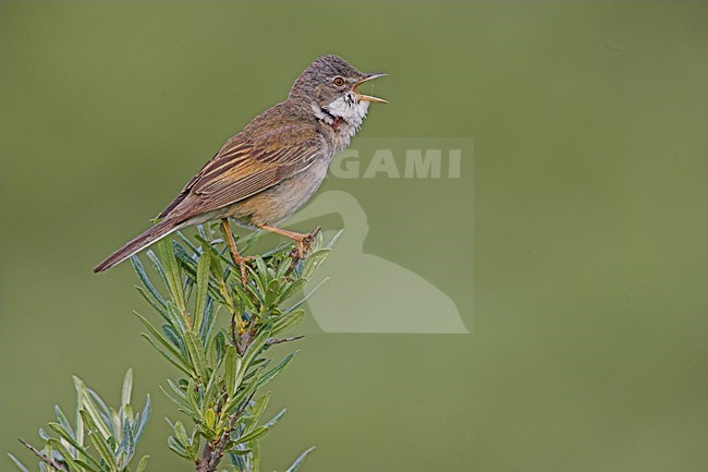 Zingende Grasmus; Singing Common Whitethroat stock-image by Agami/Menno van Duijn,