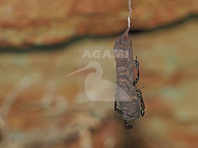 Black hover wasp, Parischnogaster alternata, in Thailand. stock-image by Agami/James Eaton,