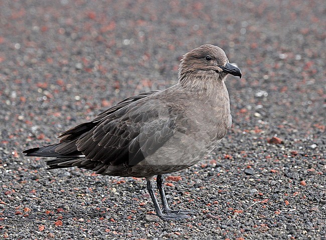 Adult South Polar Skua (Stercorarius maccormicki) on Antarctica. stock-image by Agami/Pete Morris,