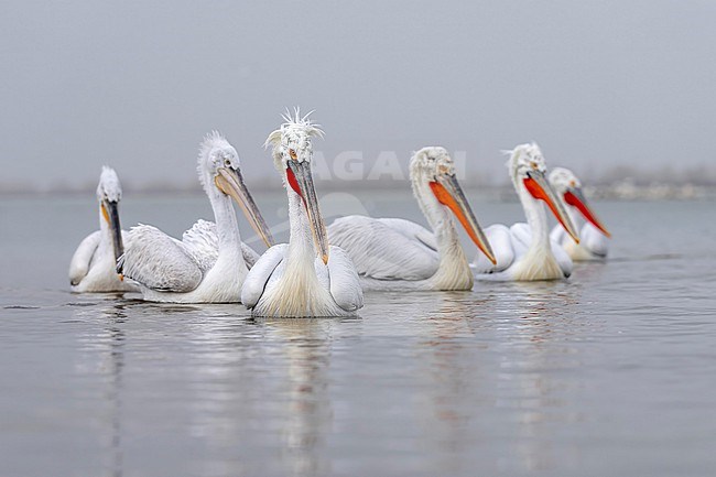 Dalmatian Pelican (Pelecanus crispus) in breeding plumage sitting on the water of lake Kerkini in Greece. together with immatur bird. stock-image by Agami/Marcel Burkhardt,