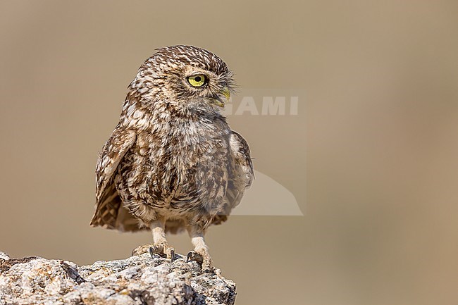 Close up of an Little Owl free on a rock from the front stock-image by Agami/Onno Wildschut,