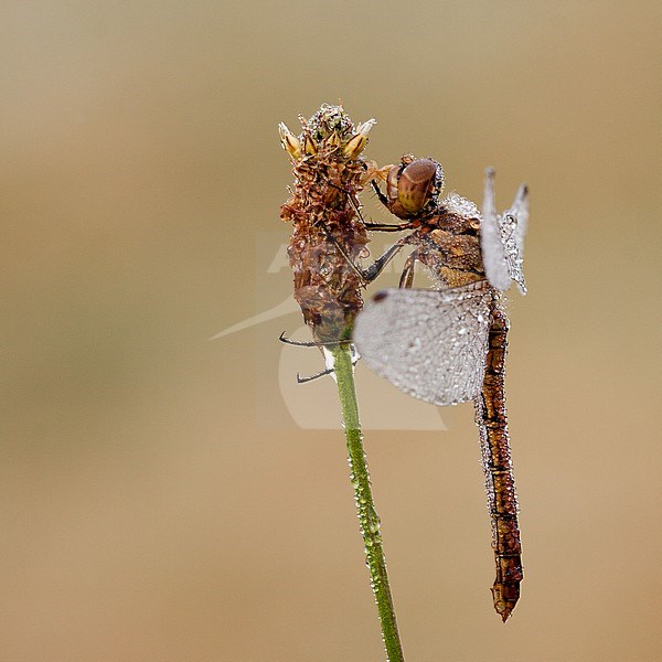 Vagrant Darter, Sympetrum vulgatum stock-image by Agami/Theo Douma,