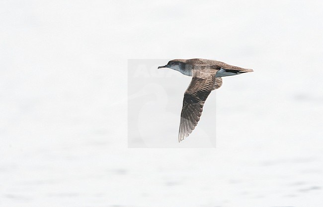 Manx Shearwater (Puffinus puffinus) in flight over Atlantic ocean off Cornwall in England during late summer. stock-image by Agami/Marc Guyt,