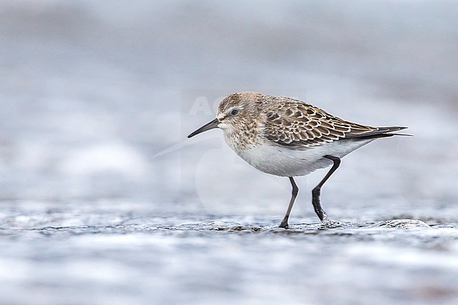 Bonapartes Strandloper, White-rumped Sandpiper stock-image by Agami/Daniele Occhiato,