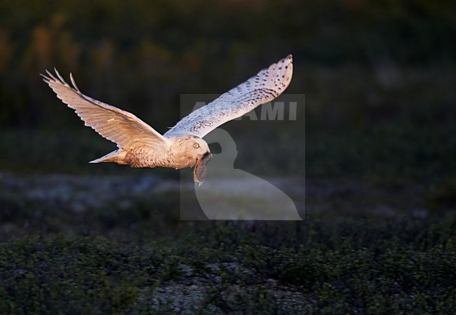 Sneeuwuil met voer; Snowy Owl with food stock-image by Agami/Markus Varesvuo,