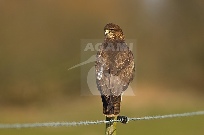 Buizerd zittend op een paal; Common Buzzard perched on a pole stock-image by Agami/Hans Gebuis,