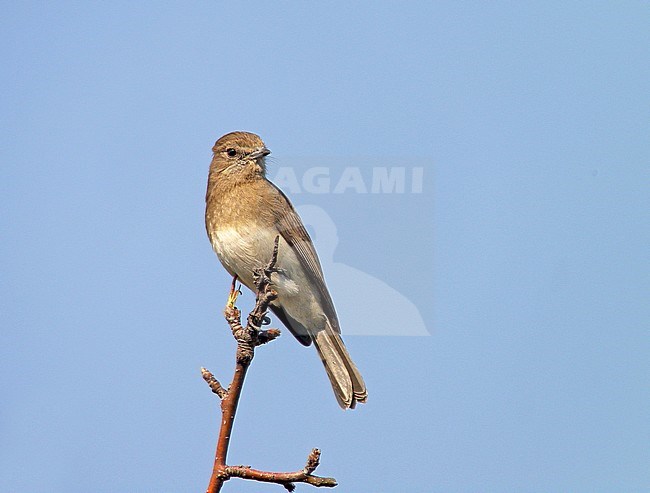 Angolan slaty flycatcher (Melaenornis brunneus) perched on a twig in Angola. stock-image by Agami/Pete Morris,