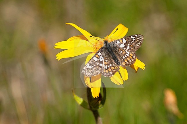 Witbonte parelmoervlinder / Cynthia's Fritillary (Euphydryas cynthia) stock-image by Agami/Wil Leurs,