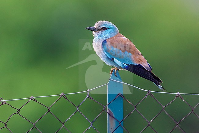 Eurasian Roller (Coracias garrulus) in Italy. stock-image by Agami/Daniele Occhiato,