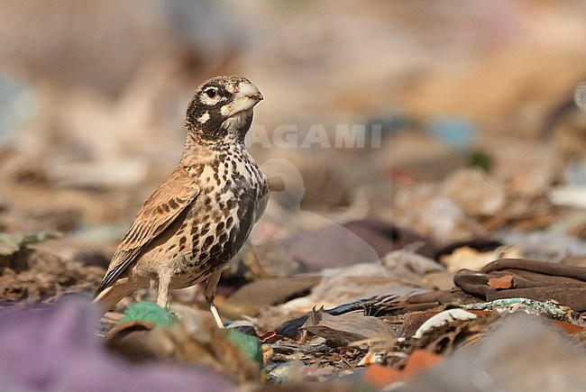 Thick-billed Lark (Ramphocoris clotbey) near Boumalne, Morocco stock-image by Agami/Eduard Sangster,