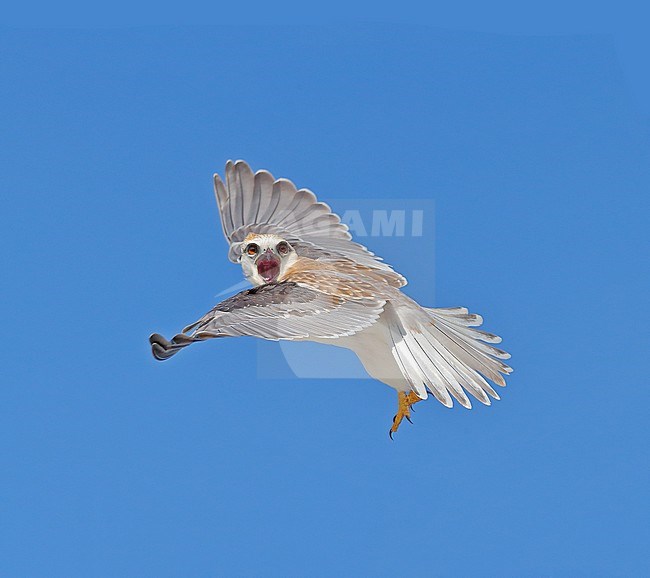 Immature Black-shouldered Kite (Elanus axillaris) calling in flight stock-image by Agami/Georgina Steytler,