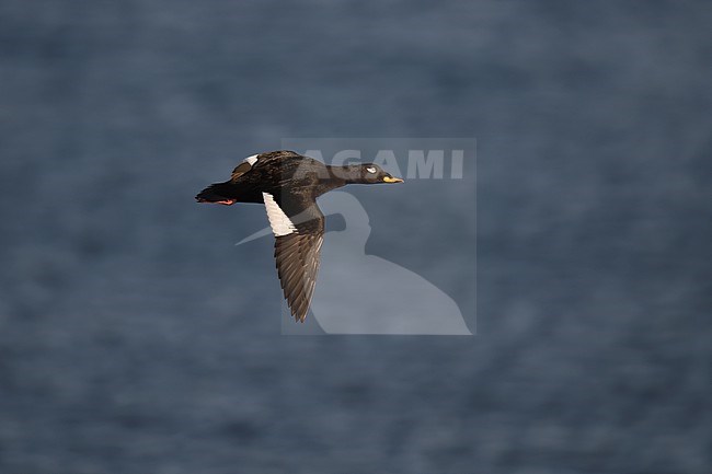 Velvet Scoter (Melanitta fusca), adult male in flight against blue sea in Finland stock-image by Agami/Kari Eischer,
