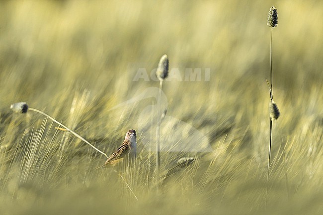 Zitting Cisticola, Cisticola juncidis, in Italy. stock-image by Agami/Daniele Occhiato,