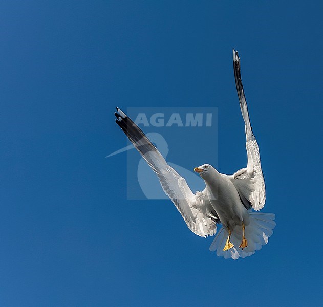 Adult Lesser Black-backed Gull (Larus fuscus) on the Wadden island Texel, Netherlands. stock-image by Agami/Marc Guyt,