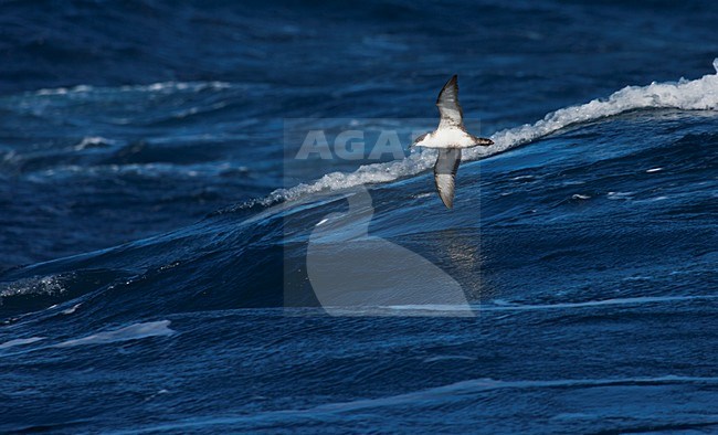 Grote Pijlstormvogel vliegend; Great Shearwater flying stock-image by Agami/Marc Guyt,