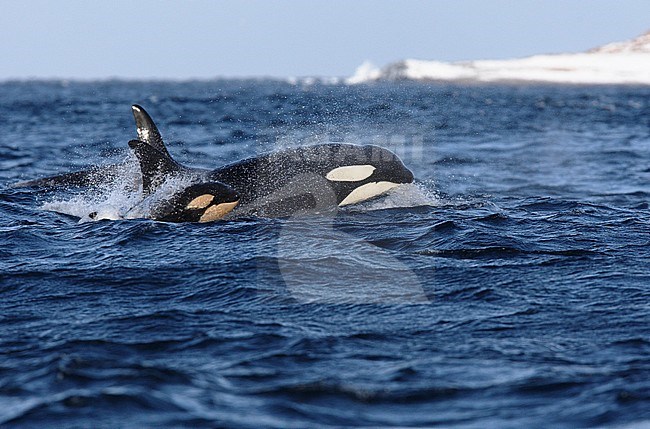 Killer Whales (Orcinus orca) swimming off an arctic coast. Mother and calf emerging from the ocean, taking a breath. stock-image by Agami/Hugh Harrop,