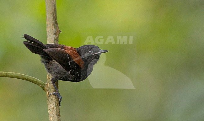 Male Black-hooded Antwren (Formicivora erythronotos), a Brazilian endemic and known from just seven sites in Brazil. stock-image by Agami/Ian Davies,