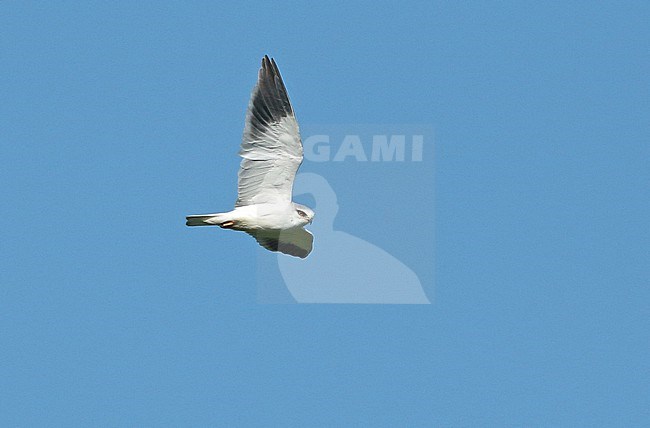 Black-winged Kite (Elanus caeruleus), first calendar year in flight, seen from the side, showing underwing. stock-image by Agami/Fred Visscher,