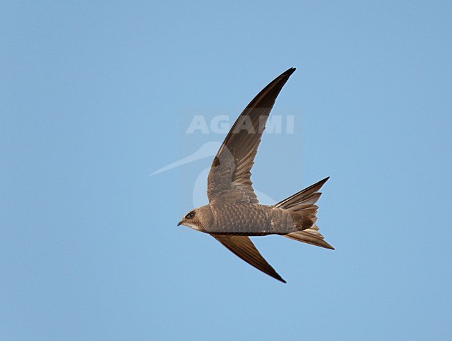 Vliegende Vale Gierzwaluw;Flying Pallid Swift stock-image by Agami/Ran Schols,