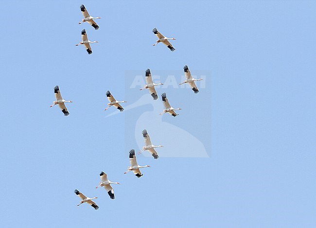 Ernstig bedreigde Siberische Witte Kraanvogels in Chinese overwinteringsgebied; CRITICALLY ENDANGERED Siberian Cranes (Leucogeranus leucogeranus) in Chinese wintering area stock-image by Agami/James Eaton,