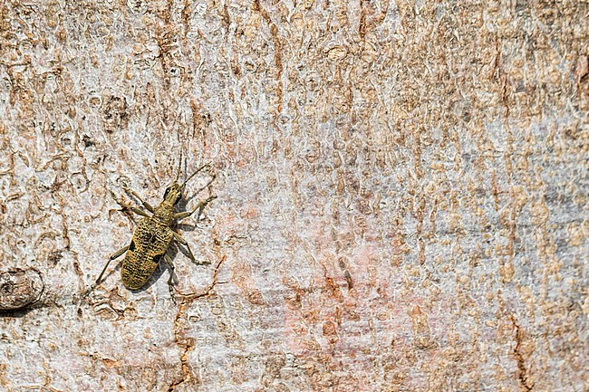 Rhagium mordax - Black-spotted Longhorn Beetle - Bissiger Zangenbock, Germany (Baden-Württemberg), imago stock-image by Agami/Ralph Martin,