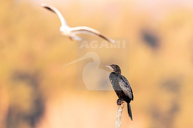 Pygmy Cormorant (Phalacrocorax pygmeus) during late winter in lake Kerkini, Greece. stock-image by Agami/Marc Guyt,