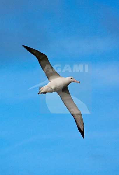 Grote Albatros vliegend; Snowy (Wandering) Albatross flying stock-image by Agami/Marc Guyt,