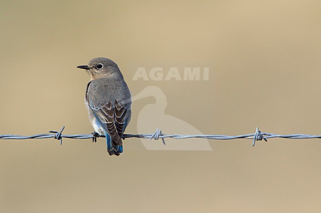 Vrouwtje Bergsialia; Female Mountain Bluebird stock-image by Agami/Martijn Verdoes,